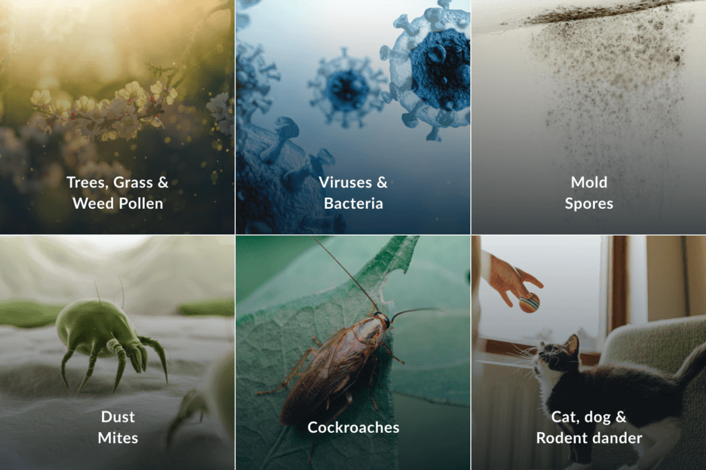 There are six most common indoor and outdoor allergy triggers: trees, grass and weed pollen; viruses and bacteria; mold spores; dust mites; cockroaches; cat, dog and rodent dander.