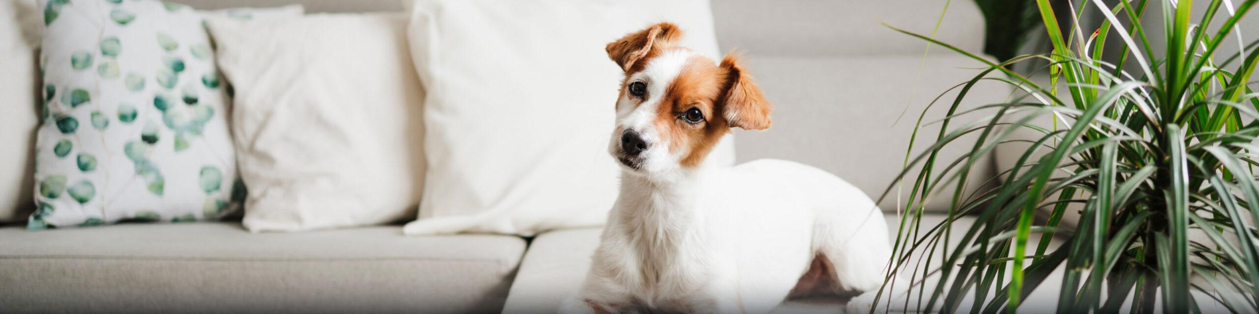 A small short haired white and brown dog is siting on a cream colored couch.