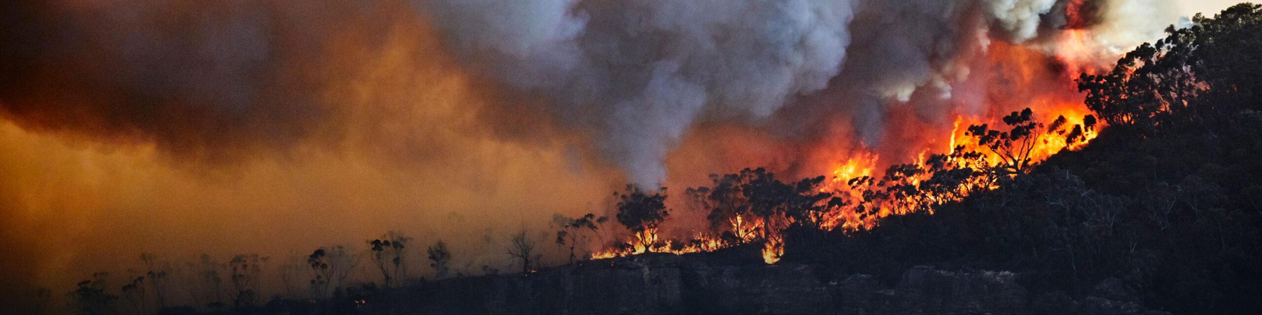 Protect Your Indoor Air Quality With a Wildfire Smoke Air Purifier