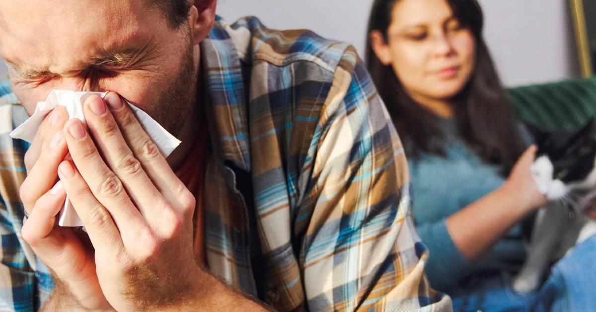 How HVAC Air Duct Cleaning Can Help Combat Pet Allergies